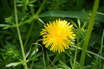 野に咲くタンポポ