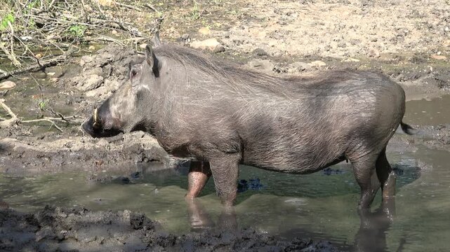 Warthog in a mud wallow in the bushveld of South Africa. Close up and clear footage. 