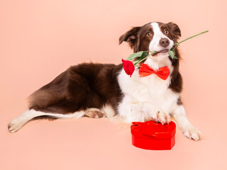 Fototapeta premium Cute and adorable border collie with happy expression holding rose in mouth and posing with red heart shaped present for birthday card or celebration