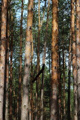 Obraz premium Scenic view of a pine forest in Belarus, featuring lush green trees with soft sunlight filtering through the branches. This image represents the beauty of nature, tranquility, and environmental conser
