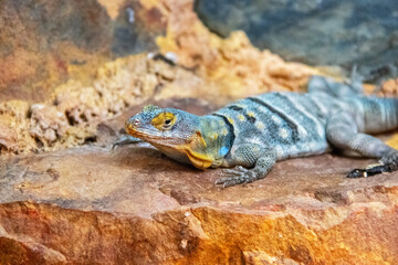 Fototapeta premium Iguane bleu sur un rocher vu de profil