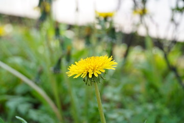 道端に咲くタンポポ