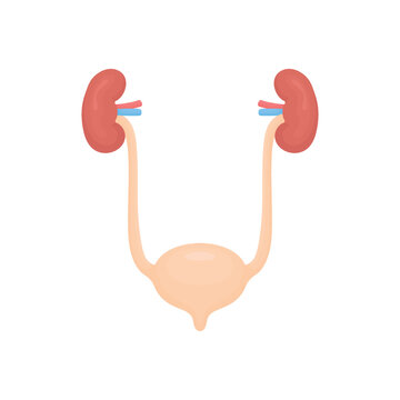 Vector illustration of human kidney and urinary bladder isolated on white background. Clear visual concept of urinary system, health awareness, body function, internal organs and educational