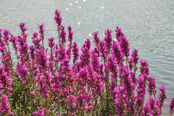 Purple Loosestrife plant, Lythrum Salicaria in the wild