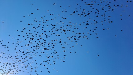 flock of rooks flying together in blue sky silhouette © Memory