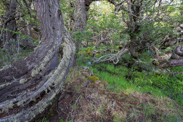 Obraz premium South Beech forest
