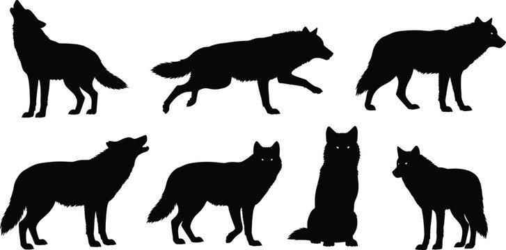 Black silhouettes of wolves in various poses wolf white background wolf, silhouette, black, white background, animal, mammal, canine, howling, running, standing, sitting, pack, wildlife, nature, silho