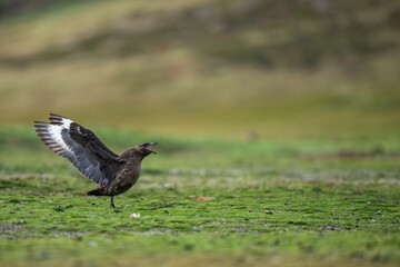 Obraz premium Brown or Falkland Skua on the ground