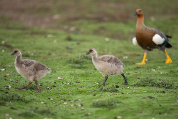 Obraz premium Upland goose female with chicks