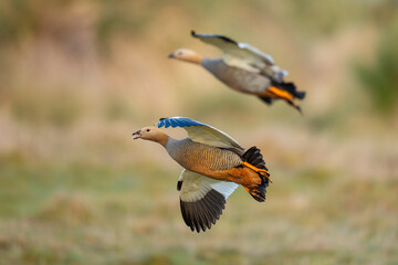 Ruddy-headed geese fly above the grass © Staffan Widstrand