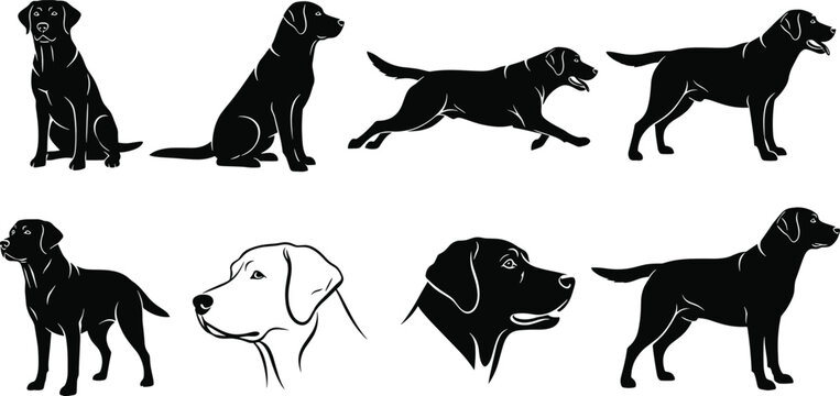 Black and white dog silhouettes in various poses labrador dog, labrador, silhouette, black, white, animals, pets, canine, sitting, standing, running, head shot, line, silhouettes, various, poses, coll