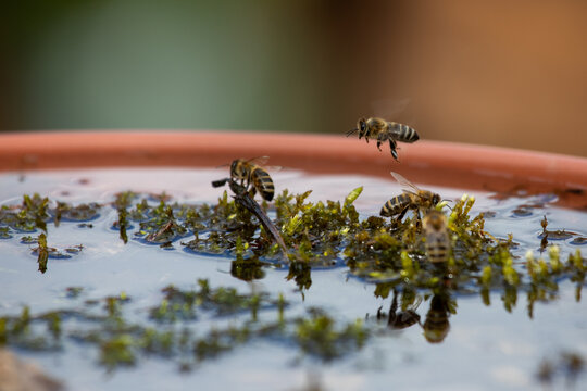 Bienen an Wassertr&auml;nke makro