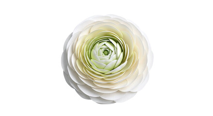 Close-up of a White and Green Ranunculus Flower
