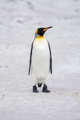 Fototapeta premium King penguin