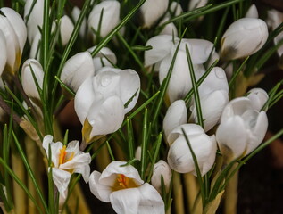 Delicate white crocuses with dew drops on the petals