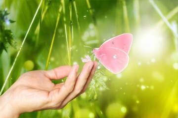 Obraz premium Woman hand and butterfly in green meadow at sunrise,