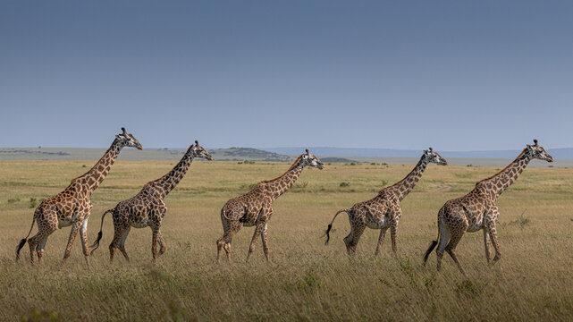 View of a graceful line of giraffes strides across the golden savannah, their spotted coats blending with the tall grasses, MASA MARA, KENYA.