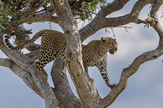 View of a leopard with its spotted coat and powerful build, gracefully ascending the weathered branches of a tree against a soft sky, MASA MARA, KENYA.