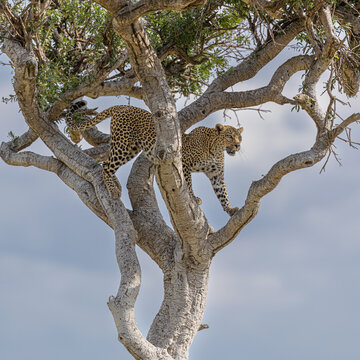 View of two leopards gracefully climbing a tree, their spotted coats contrasting against the pale bark and the soft blue sky, MASA MARA, KENYA.