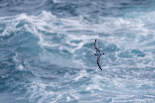 Antarctic prion fly above the blue sea