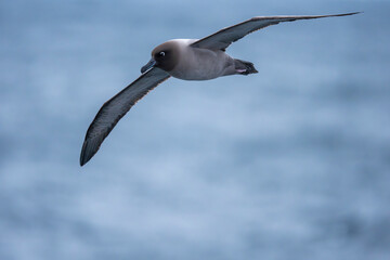 Obraz premium Light-mantled albatross fly above the sea