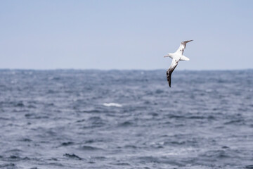 Snowy or Wandering albatross fly above the sea