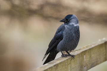 Obraz premium Eurasian jackdaw (Corvus monedula) perched on a wooden fence in natural environment. Close-up portrait of an intelligent corvid bird with soft background.