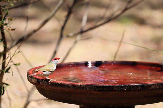 Red-browed Finch (Neochmia temporalis) drinking at birdbath, South Australia