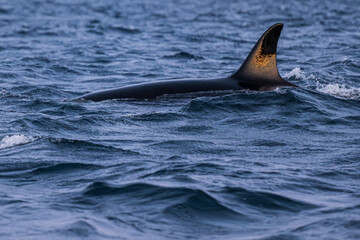 Obraz premium Walbeobachtung