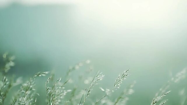 Wild grass stems swaying gently in a hazy meadow, illuminated by soft, diffused light creating a tranquil, ethereal atmosphere and a sense of fresh nature