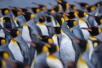 King penguins many close together on the beach