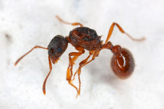 Queen of Common red ant also known as European fire ant Myrmica rubra.