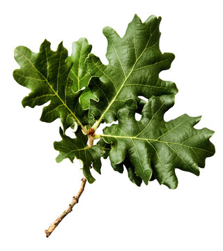 Leaves from an oak tree