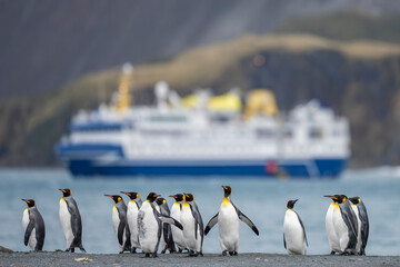 King penguins on the beach with an expedition cruise ship behind them © Staffan Widstrand