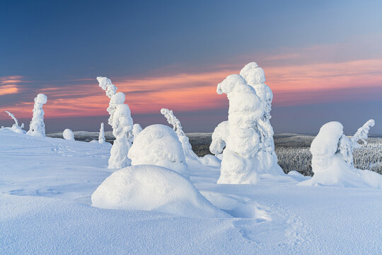 View of snow-laden trees stand as silent sentinels against a horizon painted with the soft hues of dawn, where icy whites meet the warm blush of sunrise, Posio, Lapland, Finland.
