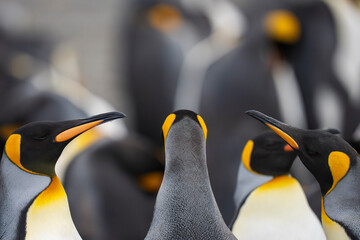 King penguin close up portrait © Staffan Widstrand