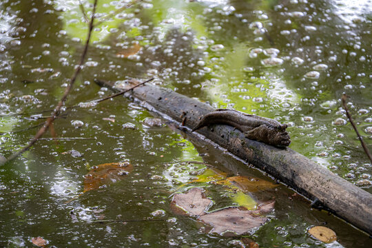 ムツゴロウの仲間、シンガポール