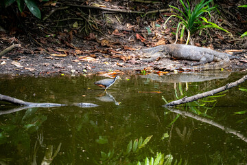 池を歩くシロハラクイナ、シンガポール