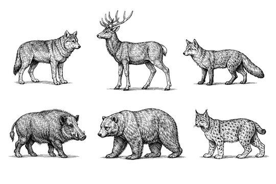 Detailed black and white animal illustrations featuring wolf, deer, fox, boar, bear, and lynx