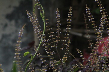 coral reef in the rain © Gnp