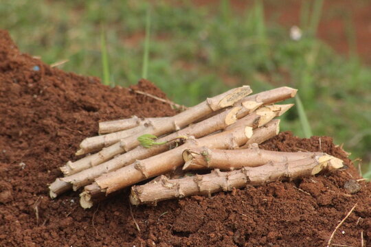 freshly harvested potatoes singkong