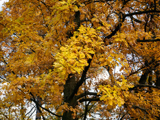 Autumn natural background with oak tree. There are yellow leaves on the branches of the tree.