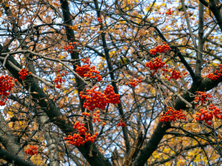 Bunches of rowan close-up on a branched tree without leaves. Branches and yellow leaves of other trees are visible in the background. Autumn natural background with rowan.