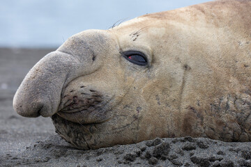 Fototapeta premium Southern Elephant seals close up portrait