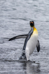 Fototapeta premium King penguin in the water on the beach