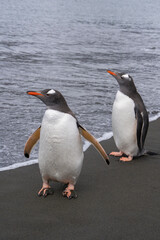 Fototapeta premium Gentoo Penguin on the beach