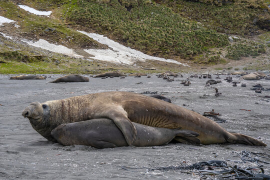Southern Elephant seals male and female in courtship or mating