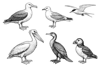 Fototapeta premium Detailed black and white illustrations of seabirds: albatross, seagull, tern, pelican, cormorant, puffin