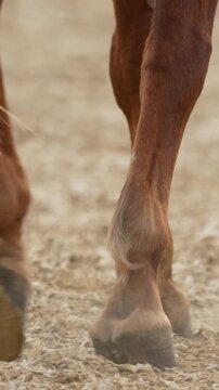 Closeup view of horse hooves moving on a sandy surface. Ideal for equestrian content, animal documentaries, and nature scenes. Subtle camera roll movement