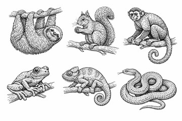 Obraz premium Detailed hand-drawn animal illustrations of sloth, squirrel, monkey, frog, chameleon, and snake